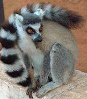 ���� ��� - �����